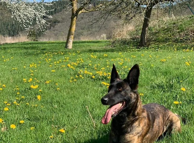 Sabine's Gaestehaus Übereisenbach